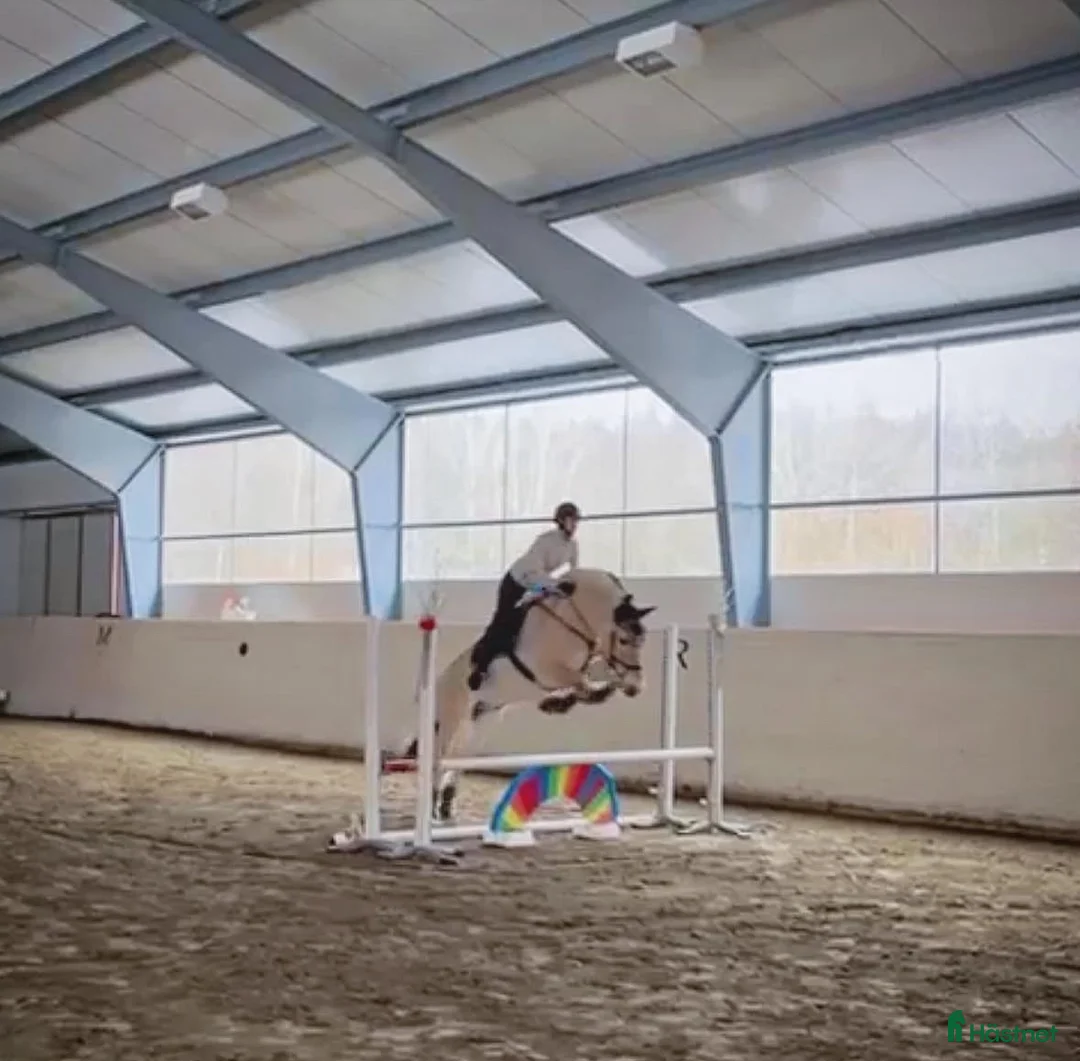  medryttarhäst finnes: Dressyr intresserad ryttare sökes till Fjording i Västerhaninge - Annons 15