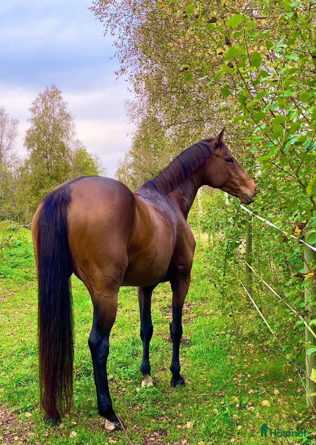 Allround hästar till salu: Härligt SWB sto  i Ballingslöv - Annons 3