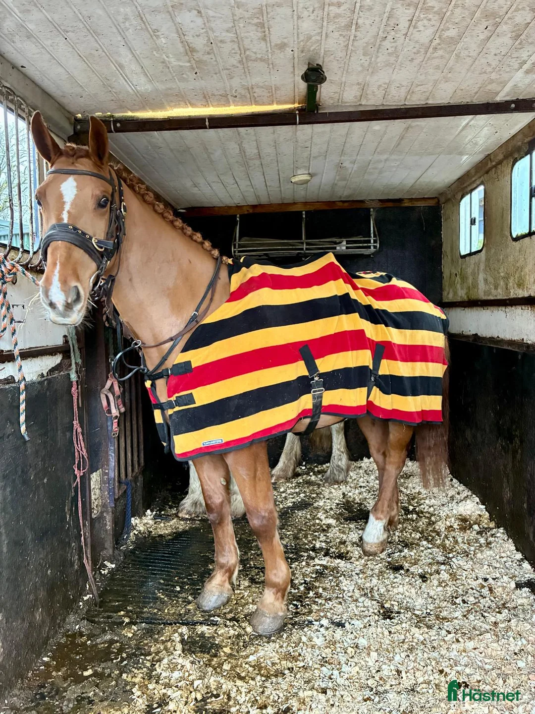 Allround hästar till salu: Allrounder horses i Ljungby - Annons 4