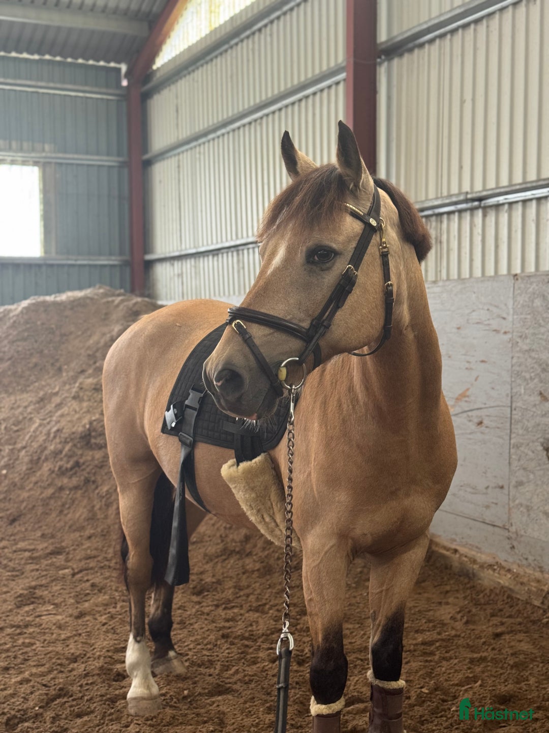 Allround hästar till salu: Guldponny med stort G i Västra Frölunda - Annons 2