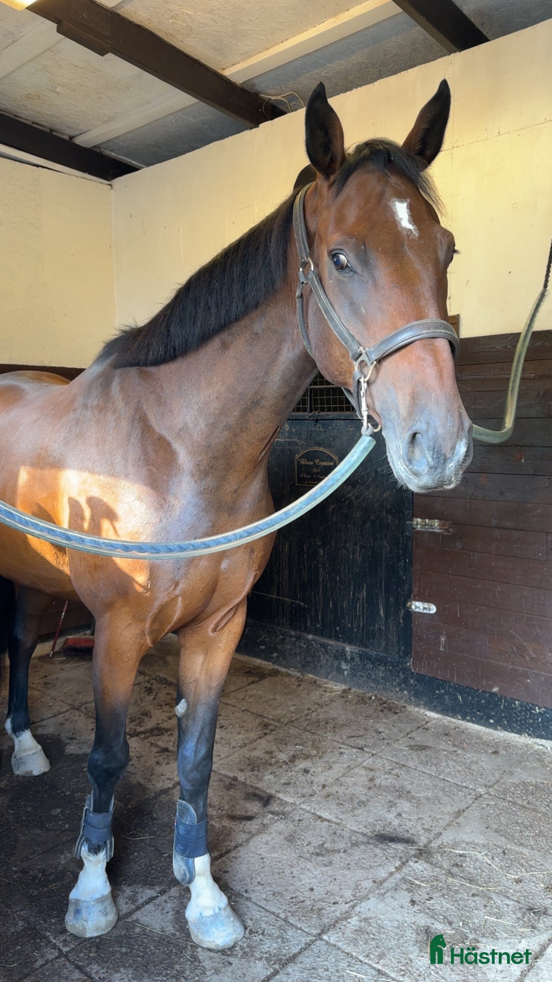 Hoppning hästar till salu: Välstammad 4 åring  i Knivsta - Annons 2