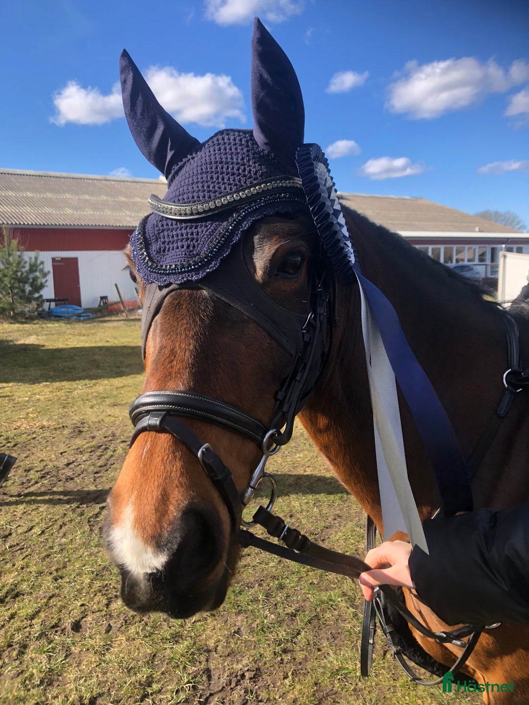 Hoppning hästar till salu: Fantastisk springpony  - Annons 4