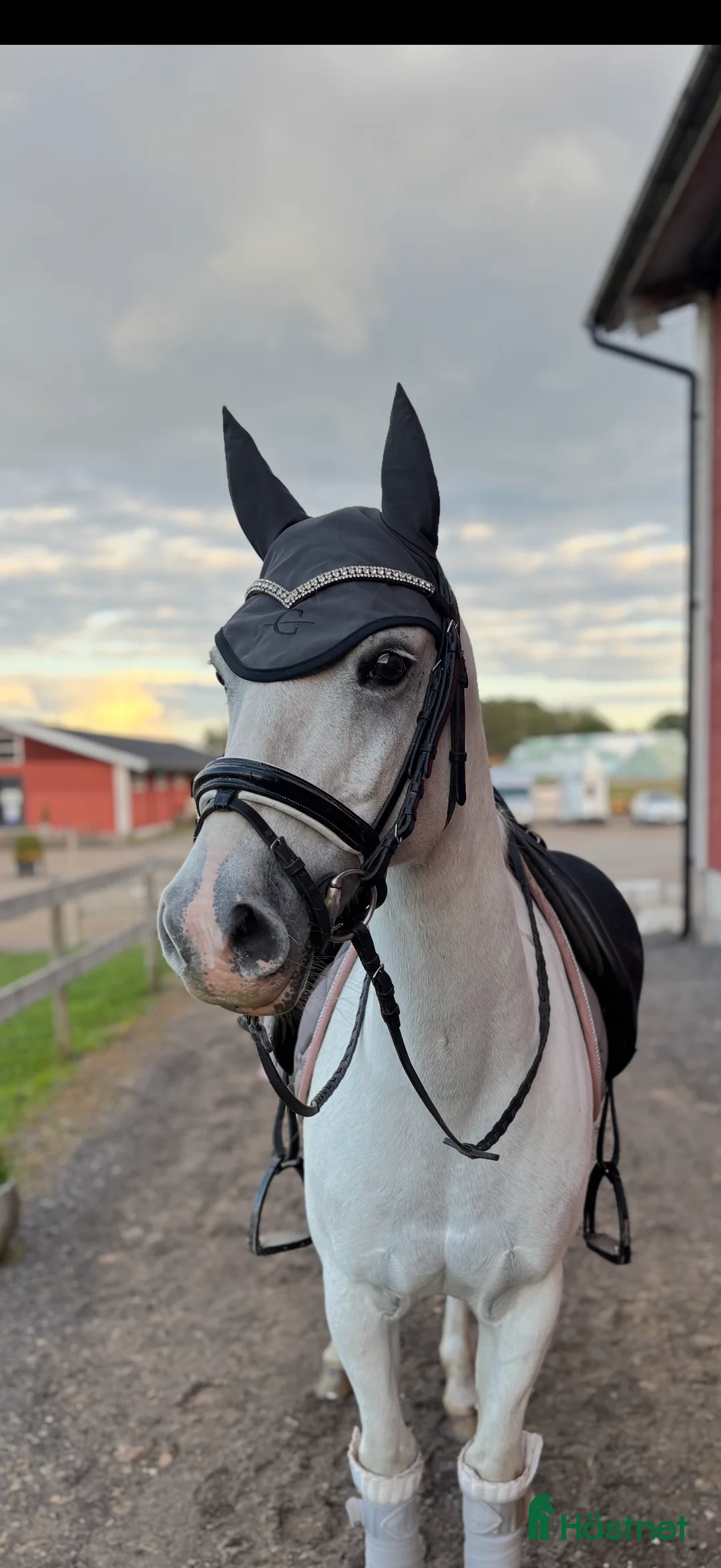 Dressyr hästar till salu: Sago ponny fei-dressyr i Norrköping - Annons 3