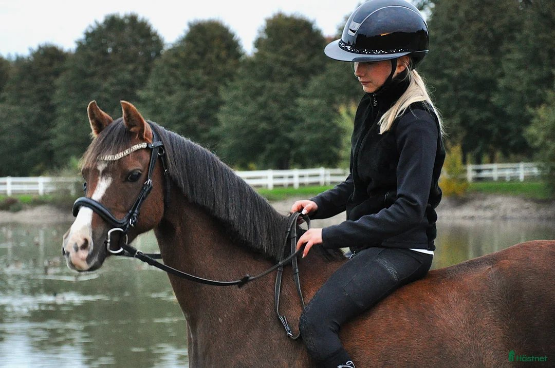 Allround hästar till salu: Welsh sto söker nytt hem/foderhem i Enskede - Annons 2
