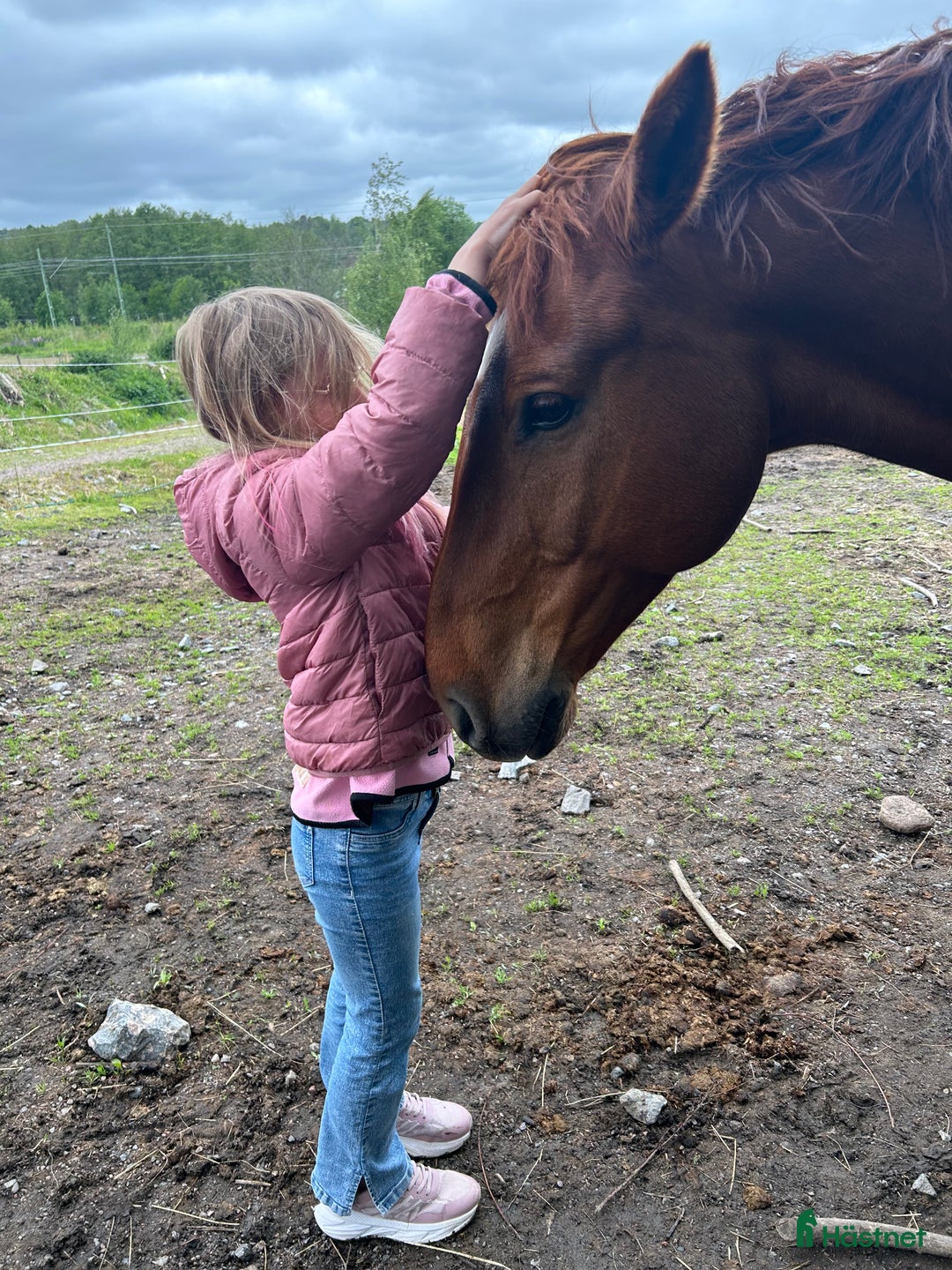 Allround hästar till salu: Killen med det stora hjärtat i Lidköping - Bild 4
