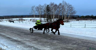  hästar i Kramfors - Annons 2