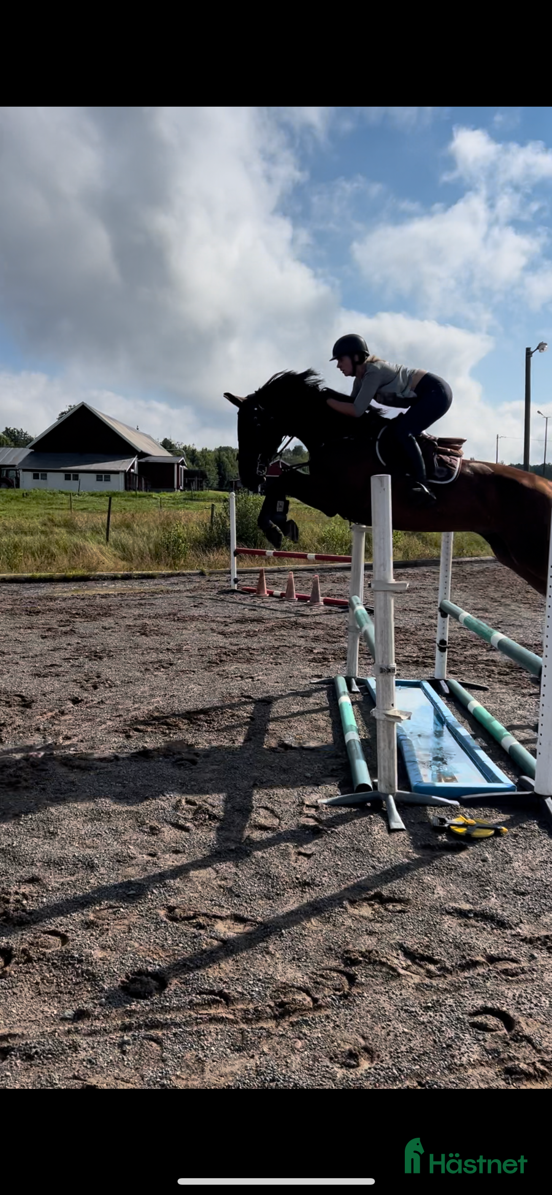 Allround hästar till salu: Snygg valack RESERVERAD  i Eksjö - Annons 2