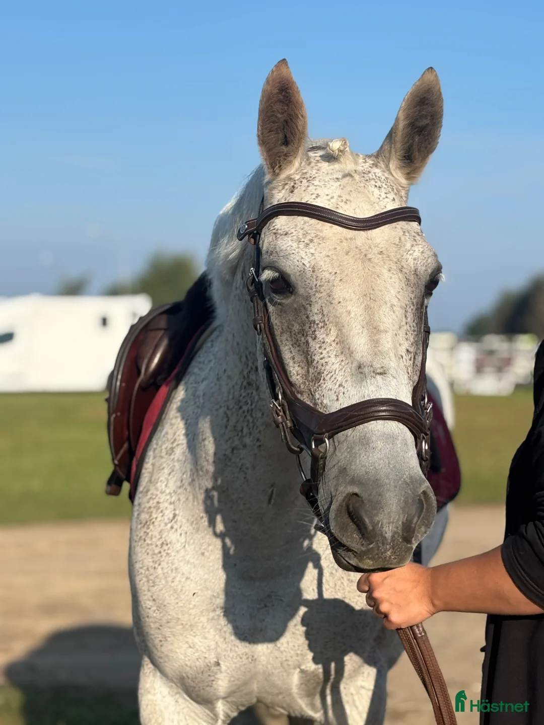 Allround hästar till salu: Maxad C - ponny för alla discipliner  - Annons 2