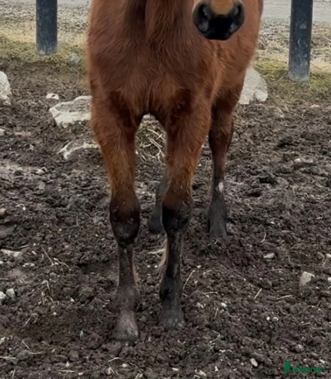 Trav hästar till salu: Hohneck avkomma Hardi Dream 1-åring hings i Täby - Annons 5