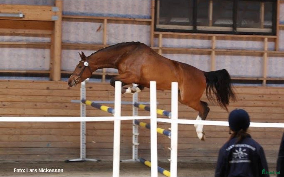  hästar Fint sto till avel!  i Vimmerby - Annons 1
