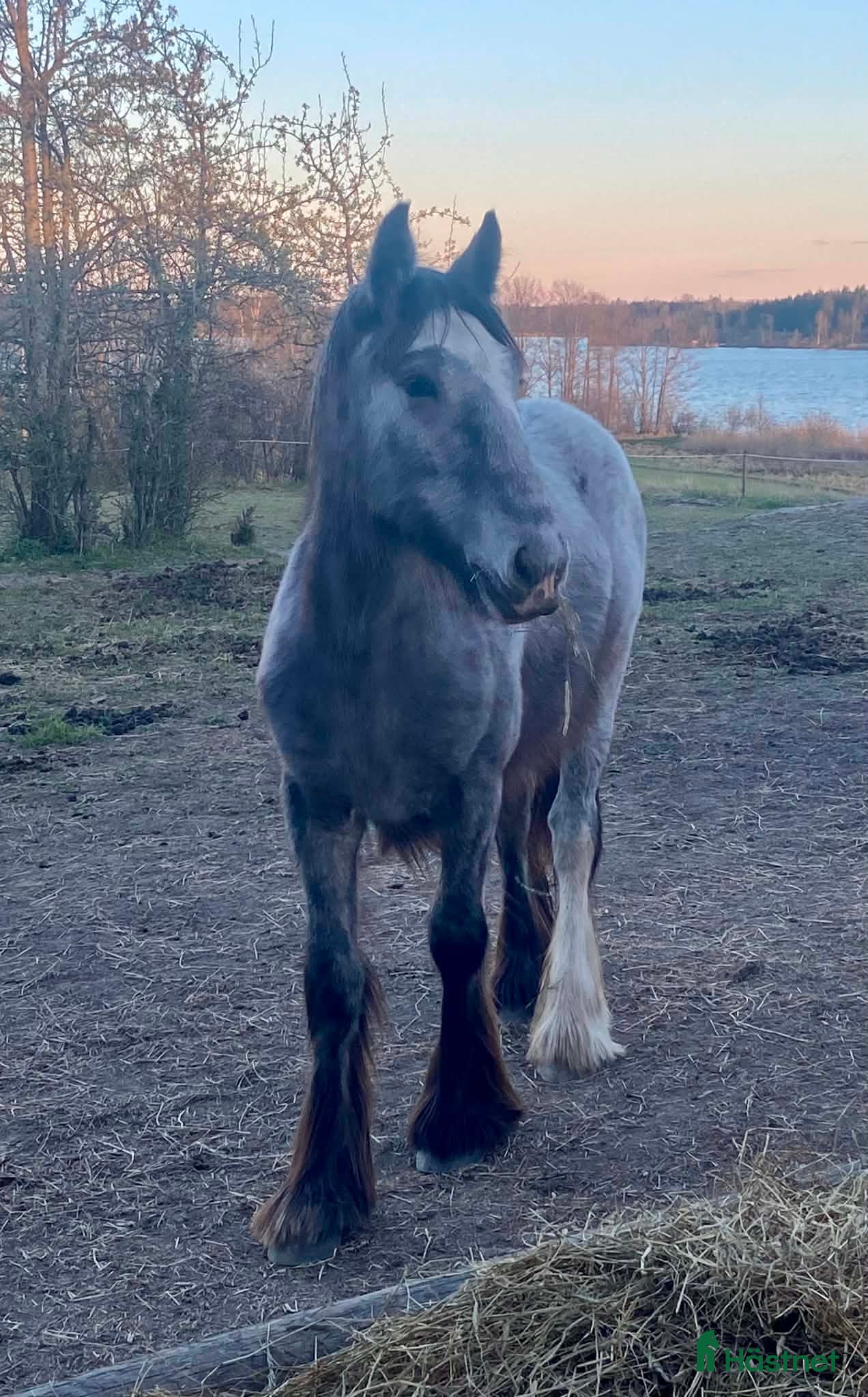  hästar 1-årig Irish cobvalack - Annons 2