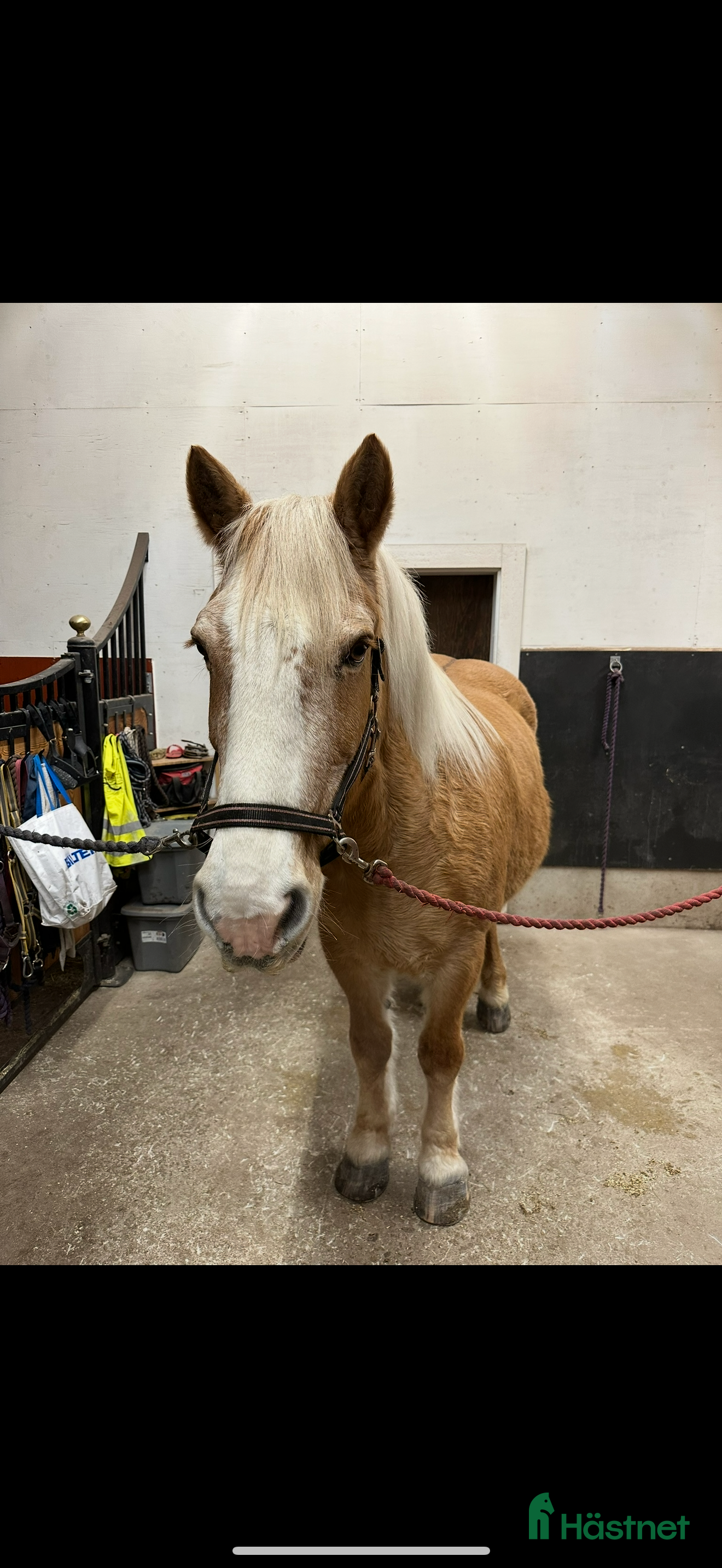  hästar Barnhäst, tanhäst eller mor och dotter häst i Toftbyn - Annons 14