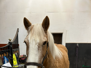 hästar Barnhäst, tanhäst eller mor och dotter häst i Toftbyn - Annons 14