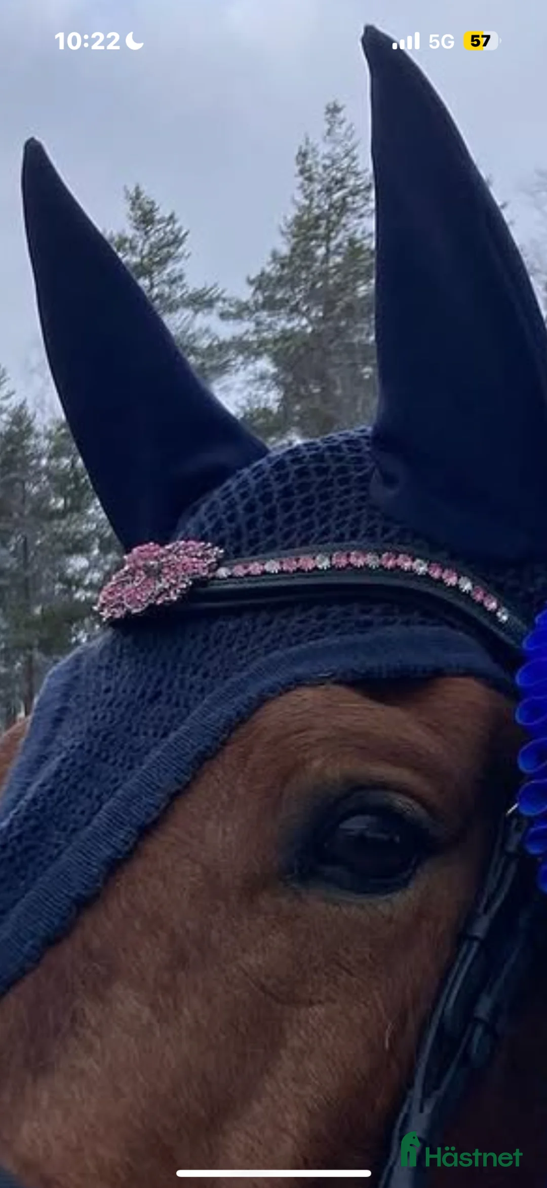 Träns hästutrustning till salu: Två divoyh pannband - Annons 2