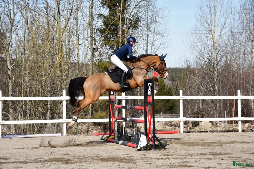 Hoppning hästar till salu: Mycket fin valack!  - Annons 5