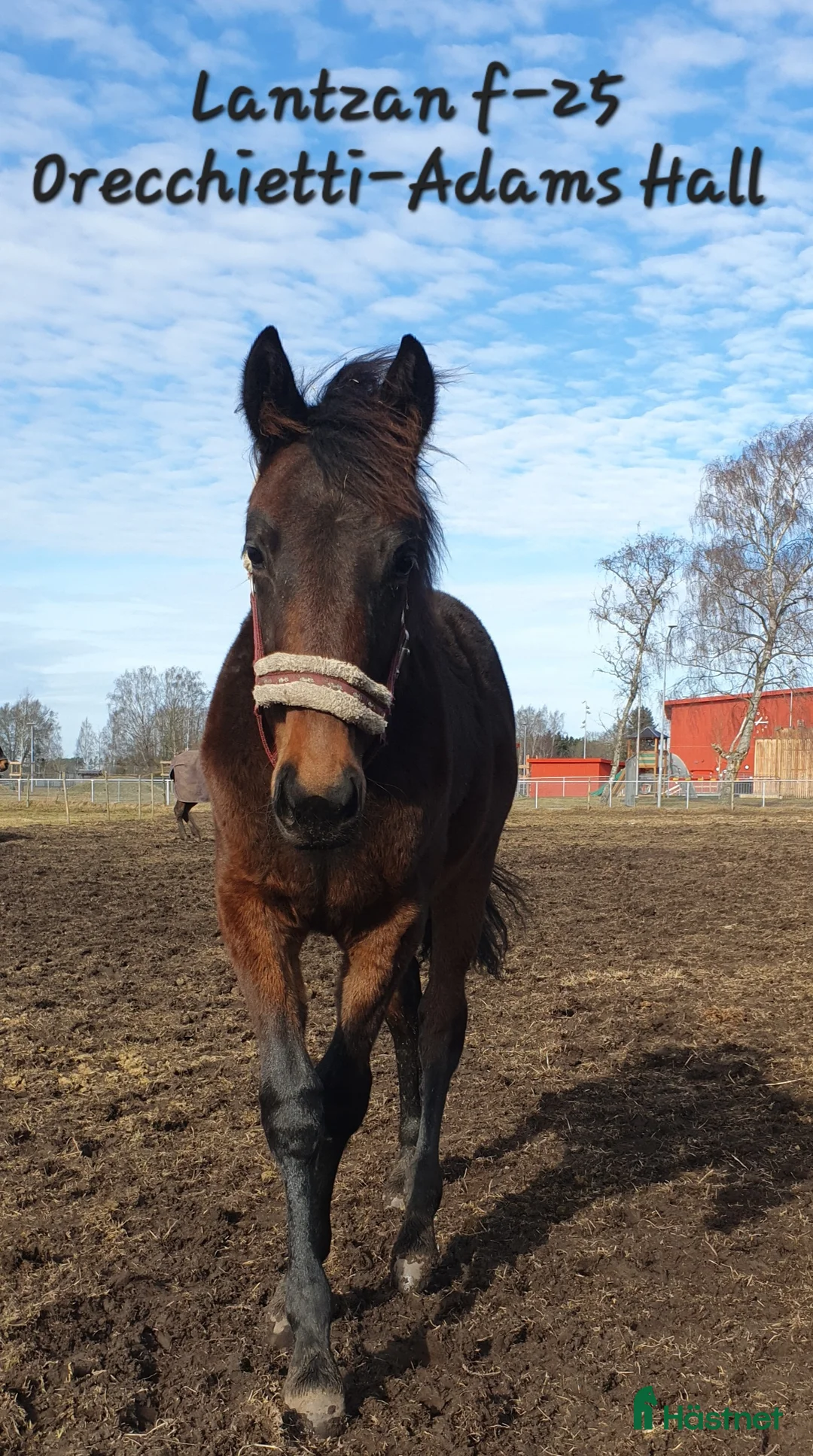 Trav hästar till salu: Sto med attityd, talang o ett möderne i ELITKLASS - Annons 1