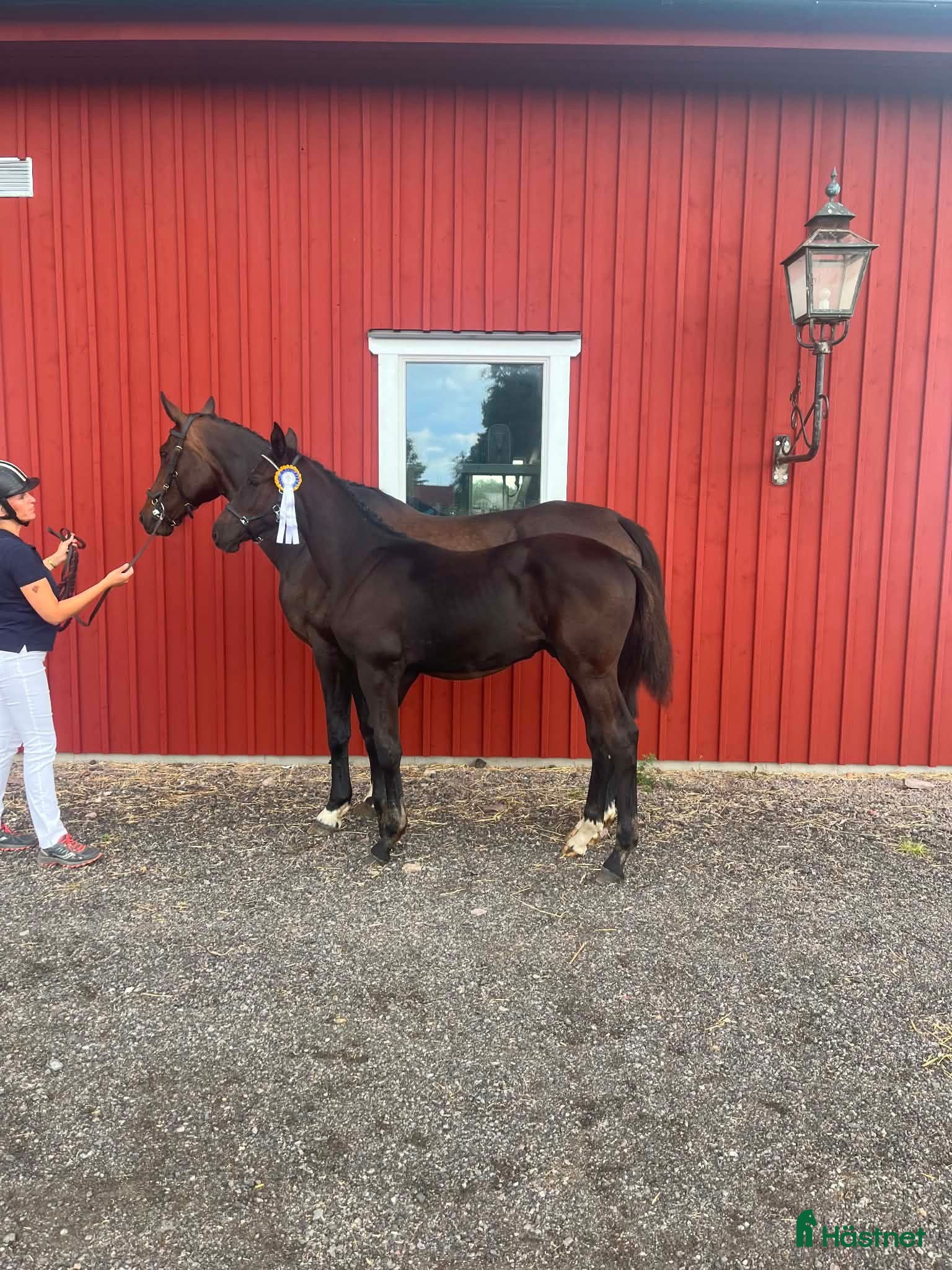  hästar Blivande Black Beauty🖤 - Annons 1