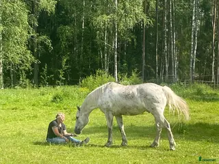 stallplats Boxplats finns i Mariefred - Annons 1