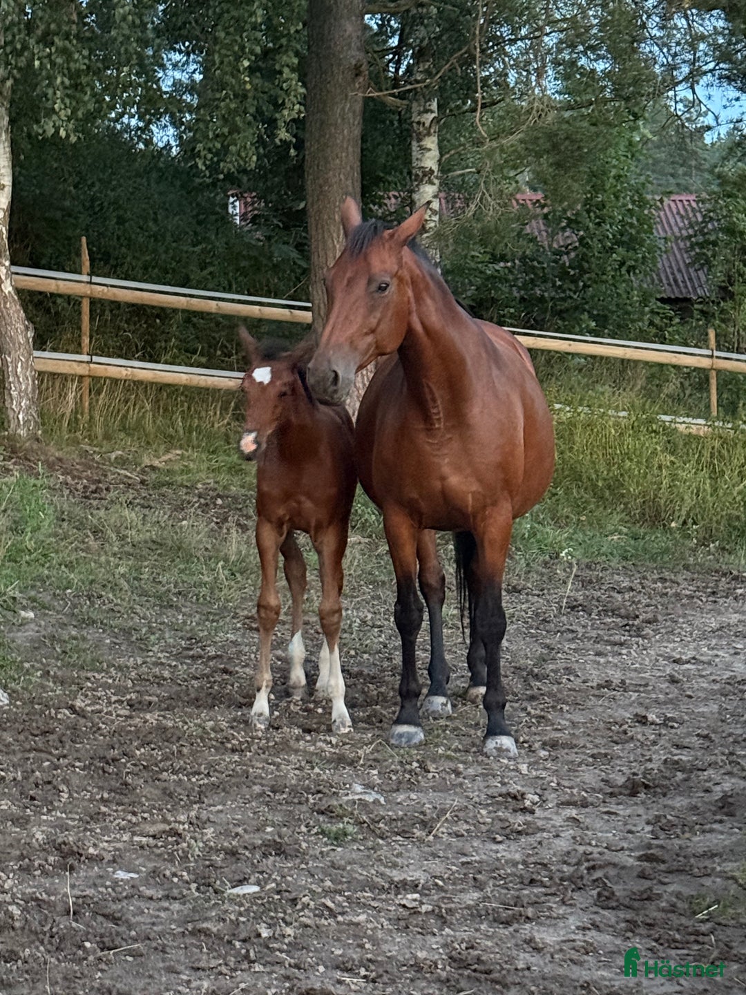 Avelshästar hästar till salu: Paketpris  i Vedevåg - Annons 3