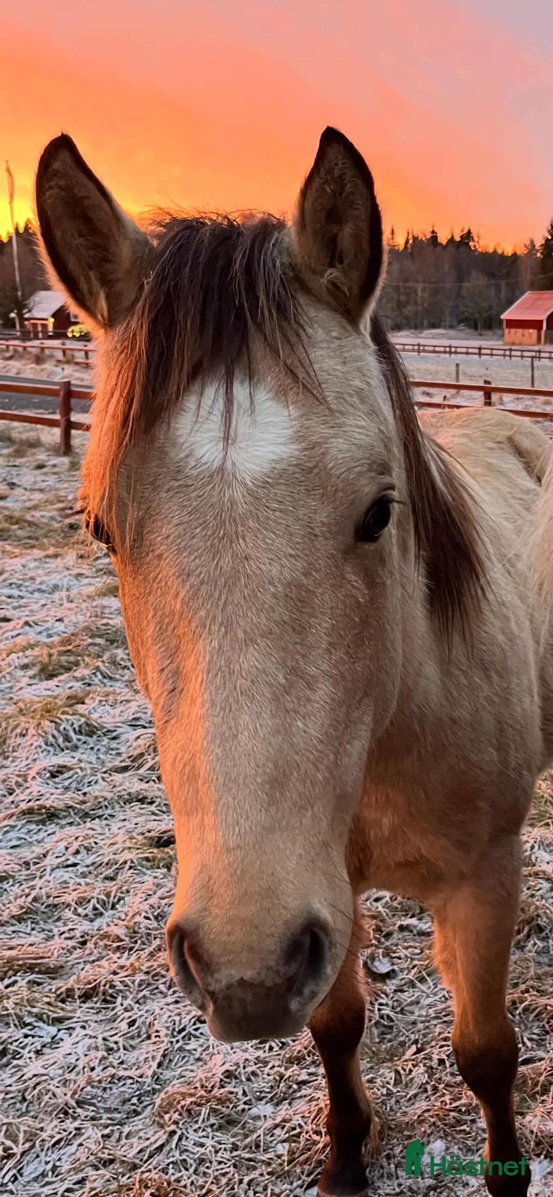 Western hästar till salu: Försiktig kille vill flytta hemifrån  - Annons 3