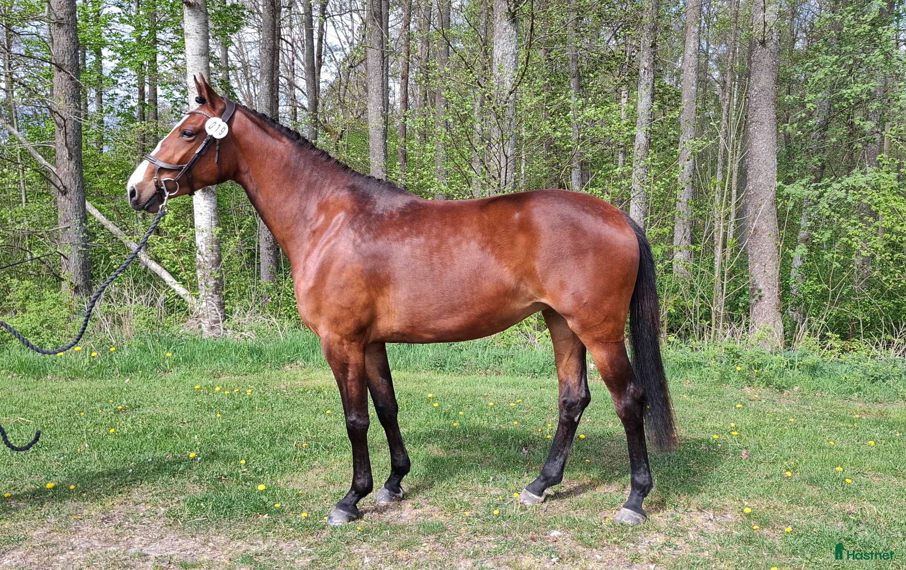 Hoppning hästar till salu: Sto för den lite mindre ryttaren! - Annons 2