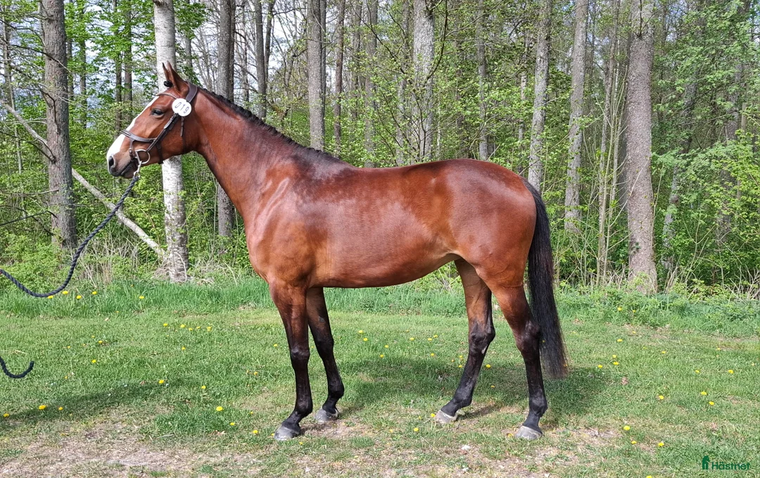 Hoppning hästar till salu: Sto för den lite mindre ryttaren! - Annons 1