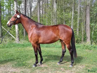 Hoppning hästar till salu: Sto för den lite mindre ryttaren! - Annons 2