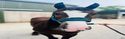 Allround hästar till salu: Lovely gelding 140cm - Annons 12