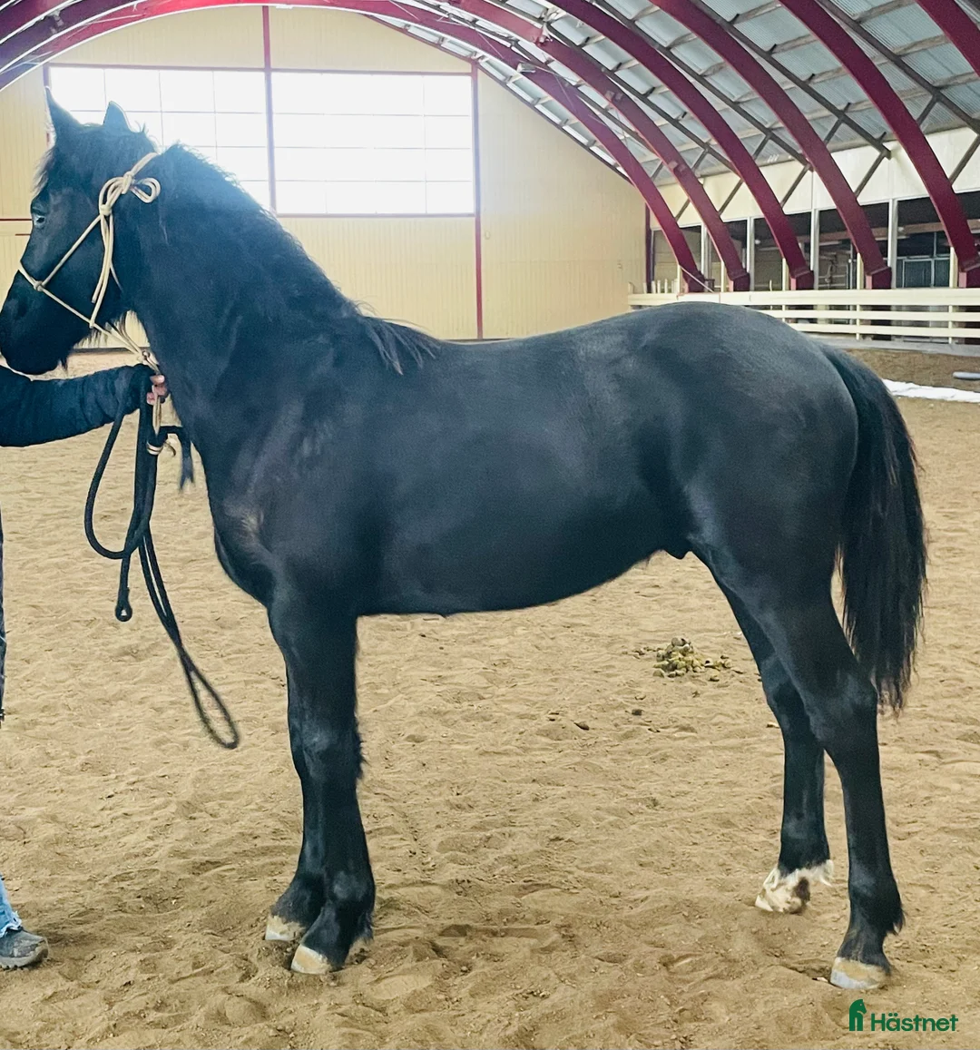 Allround hästar till salu: Snygg kille! i Grästorp - Annons 2