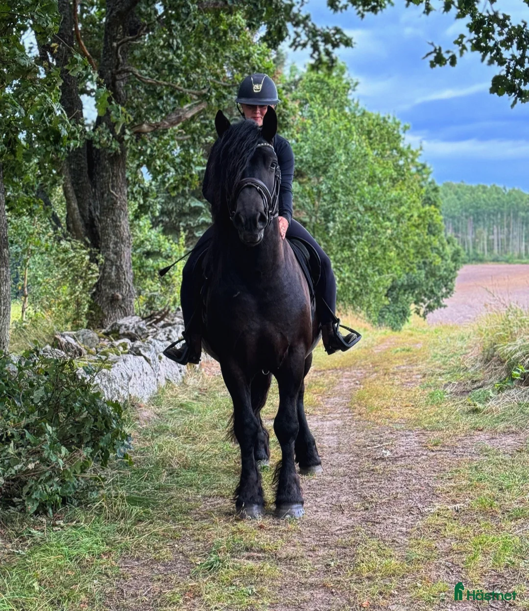 Allround hästar till salu: 6 årig valack  i Odensbacken - Annons 2
