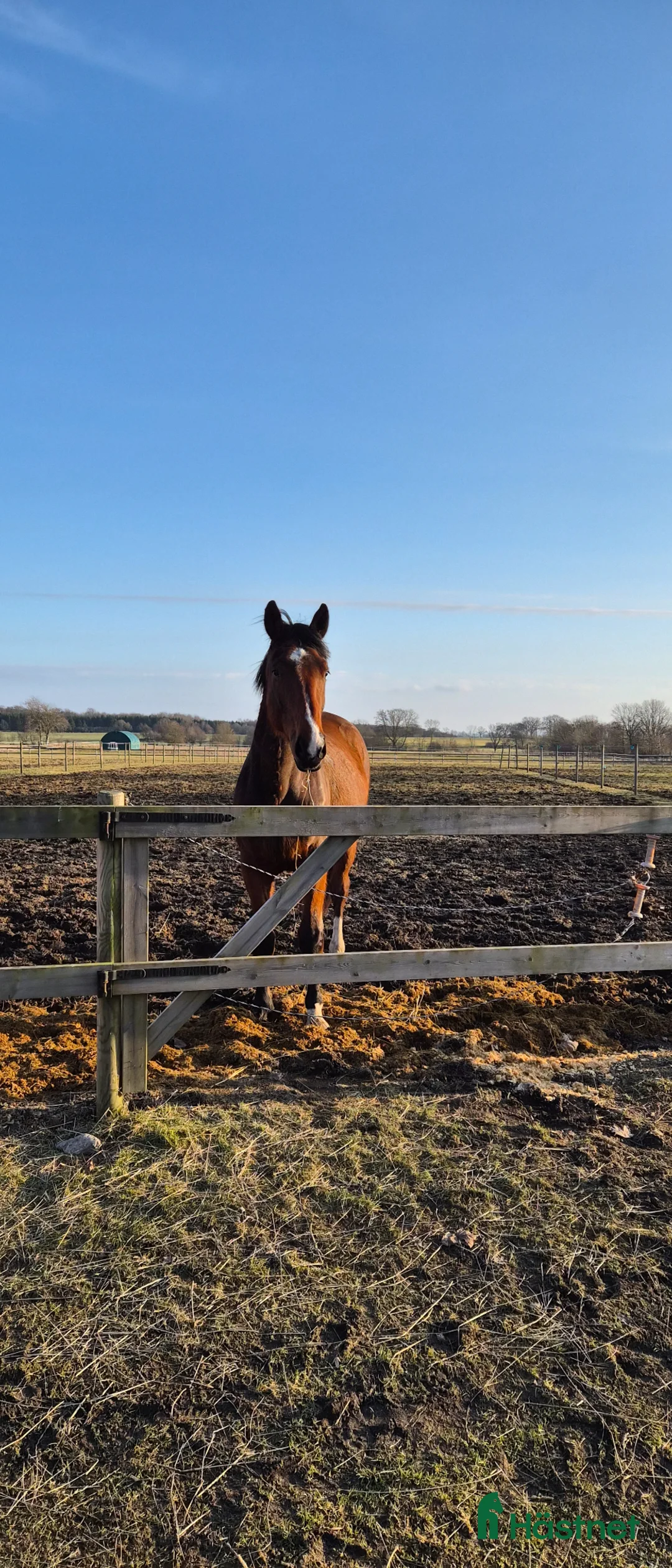 Hoppning hästar till salu: Otroligt trevlig lovande treåring - Annons 1
