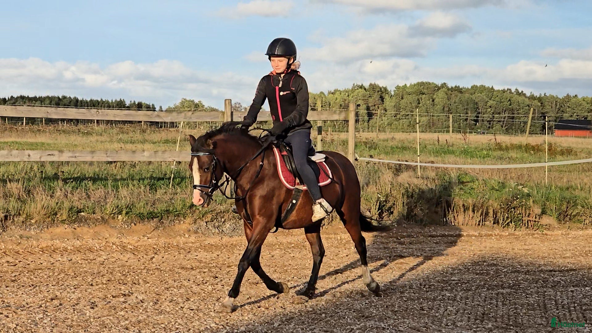  hästar Super söt ponny säljas  i Vedum - Annons 3