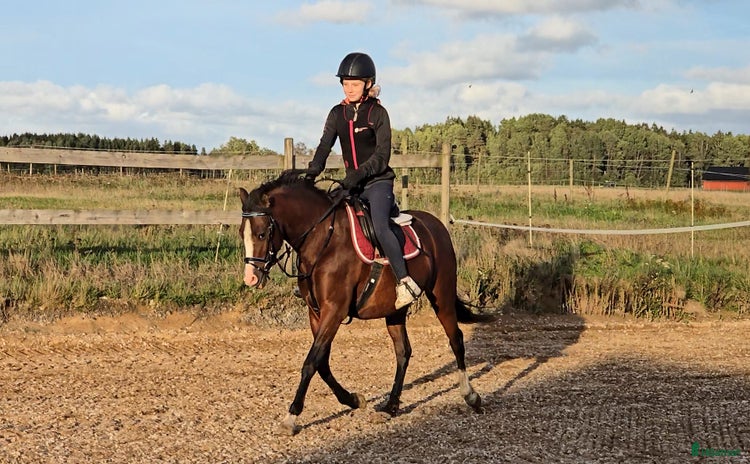  hästar i Vedum - Annons 2