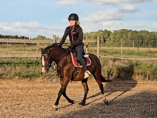 hästar i Vedum - Annons 7