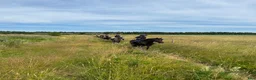 Allround hästar sökes: Dponny sökes - Annons 3