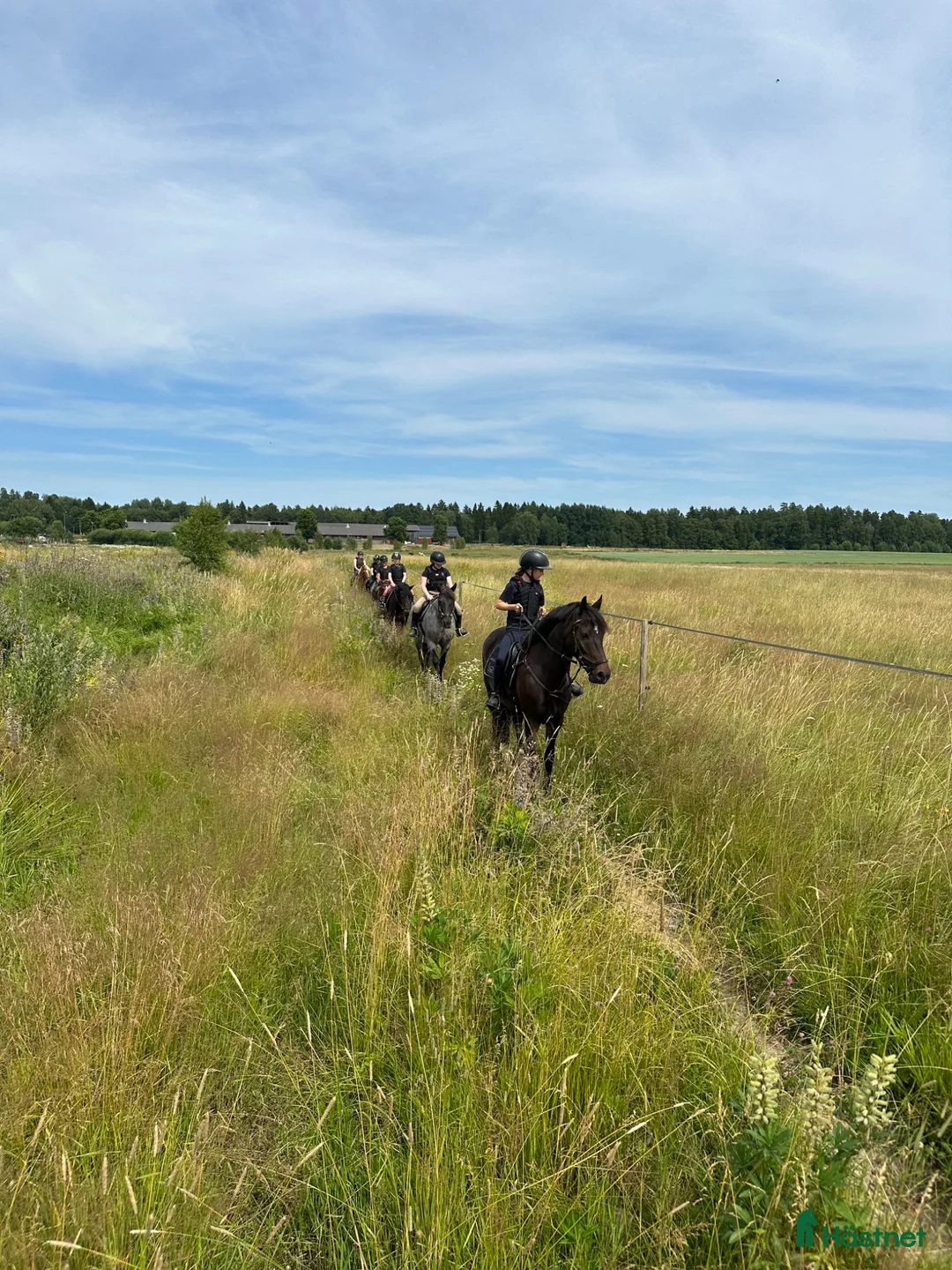 Allround hästar sökes: Dponny sökes - Annons 3