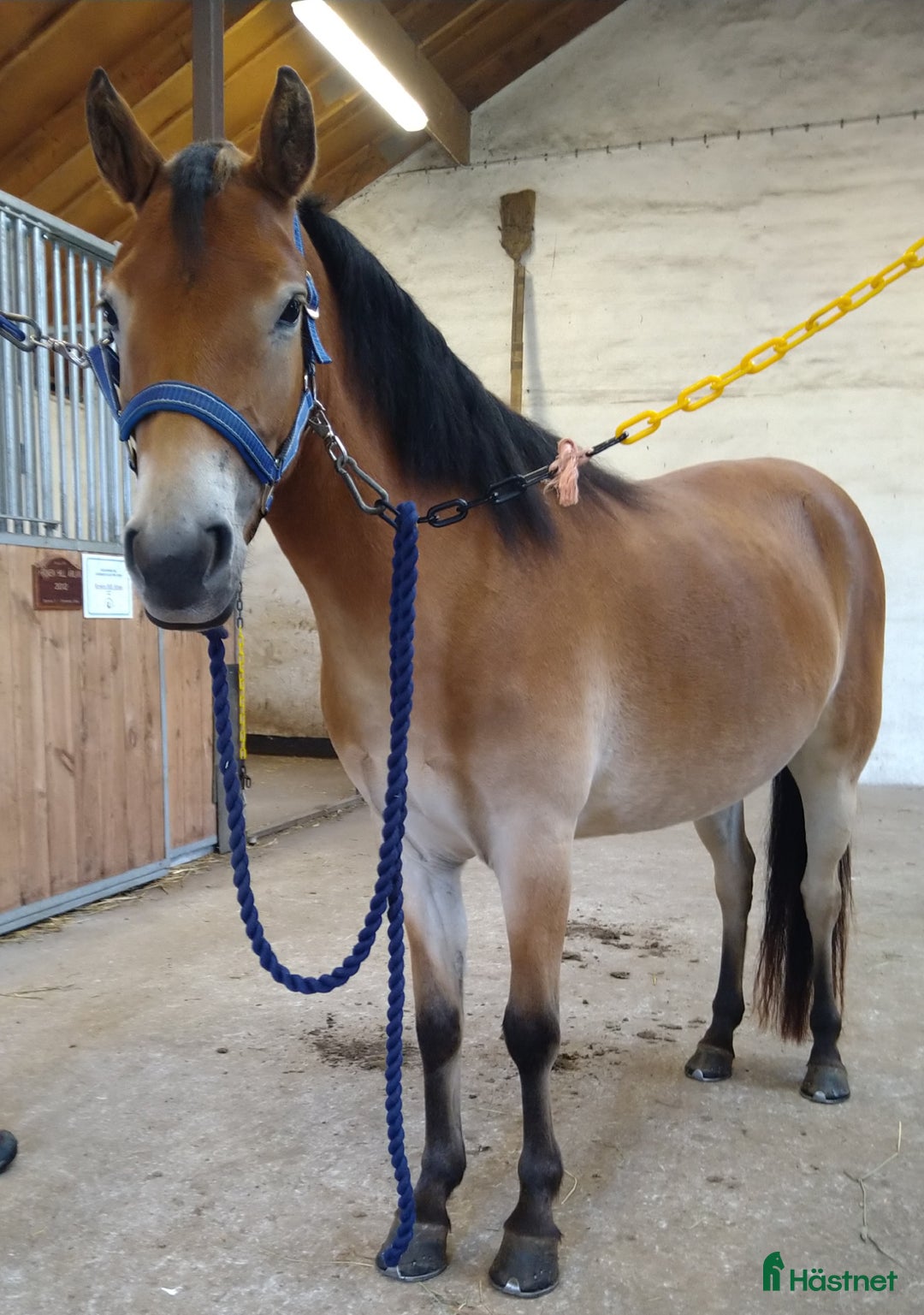 Trav hästar till salu: 3årigt Russ Sto Ponnytravar i Förslöv - Annons 1