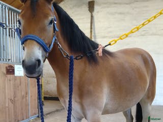 hästar 3årigt Russ Sto Ponnytravar i Förslöv - Annons 9