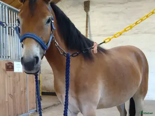 hästar 3årigt Russ Sto Ponnytravar i Förslöv - Annons 17