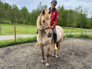 hästar Hammarby Tepla - Annons 9