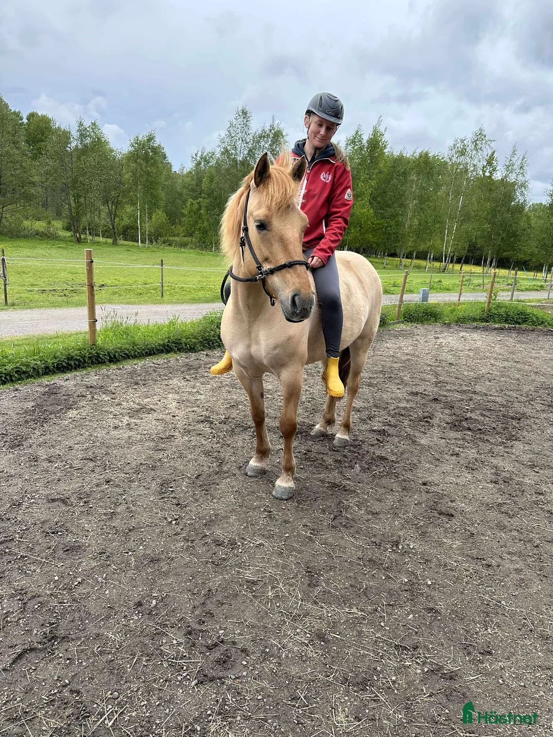 Allround hästar till salu: Hammarby Tepla - Annons 1