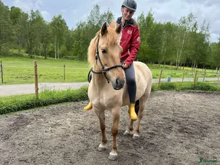 hästar Hammarby Tepla - Annons 11