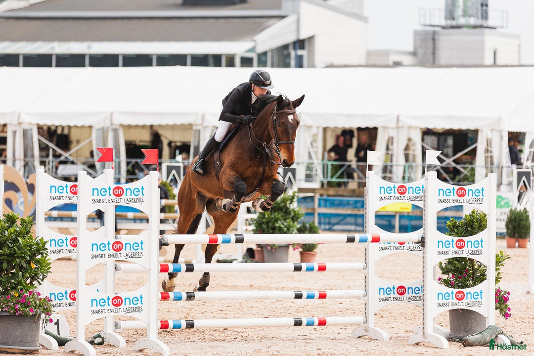 Hoppning hästar till salu: Hopphäst  i Landvetter - Bild 6