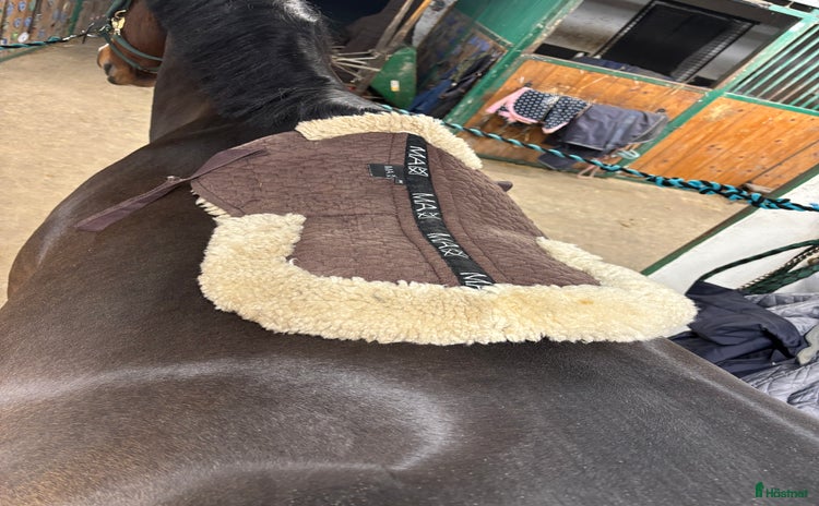 Sadeltillbehör hästutrustning till salu i Bjuv - Annons 15