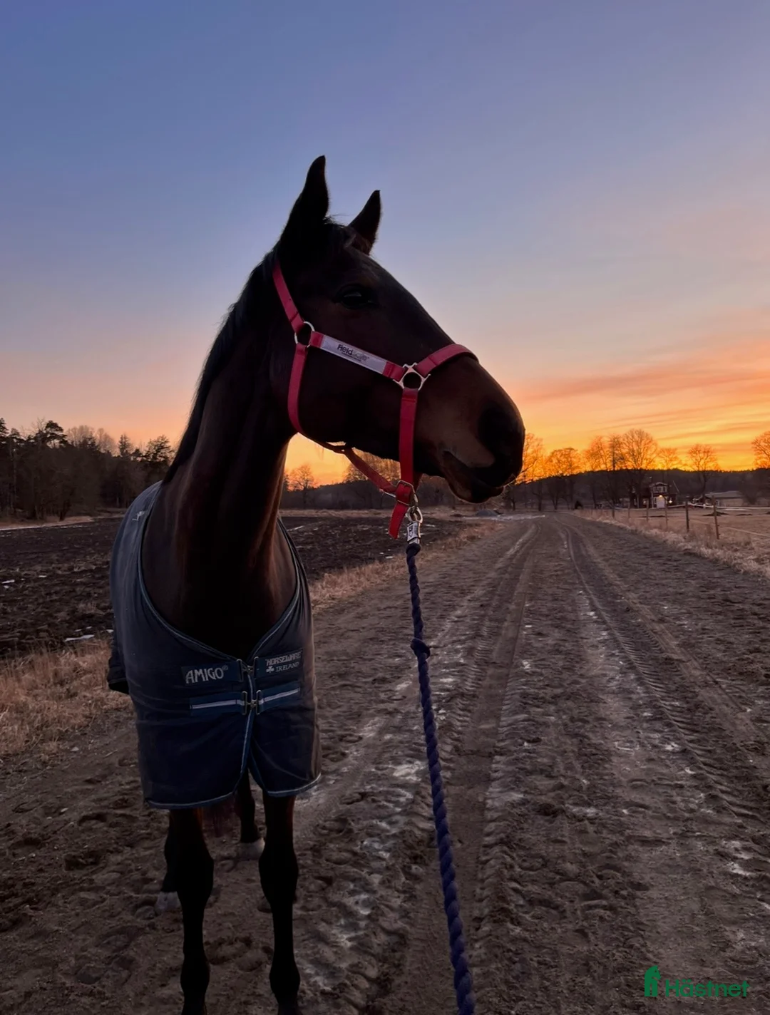 Allround hästar till salu: Fantastiskt sto med personlighet i Åkersberga - Annons 6
