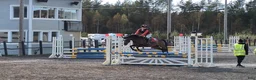 Hoppning hästar till salu: Välhoppande sto för de högre klasserna  - Annons 2