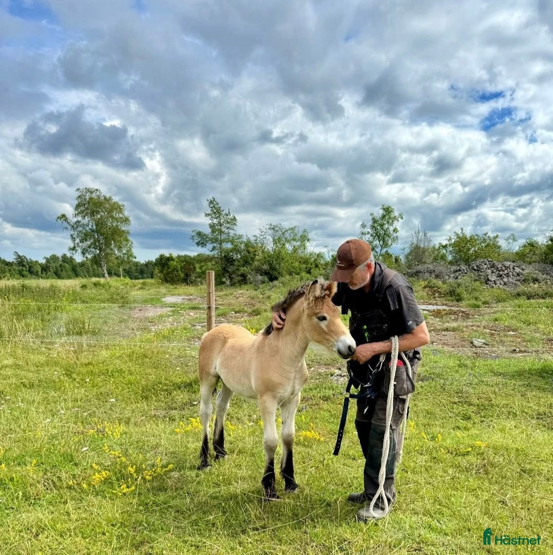 Allround hästar till salu: Cavat, en charmig och social 1 åring! i Klintehamn - Bild 4