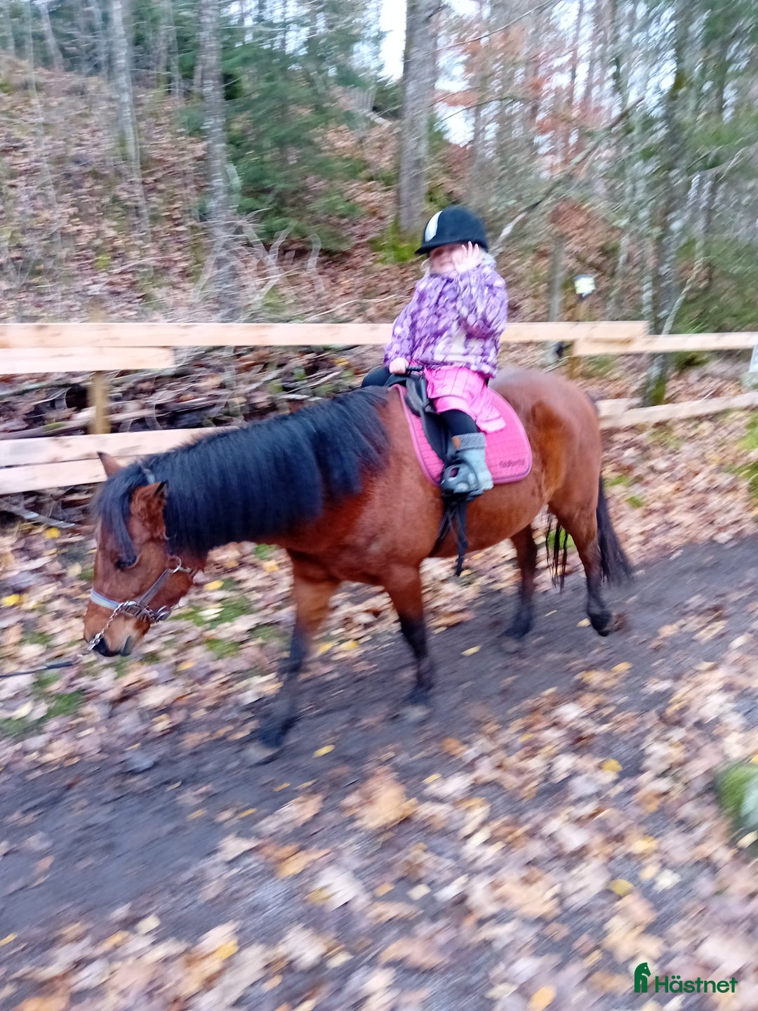 Allround hästar till salu: Allround ponny  i Örkelljunga - Annons 3