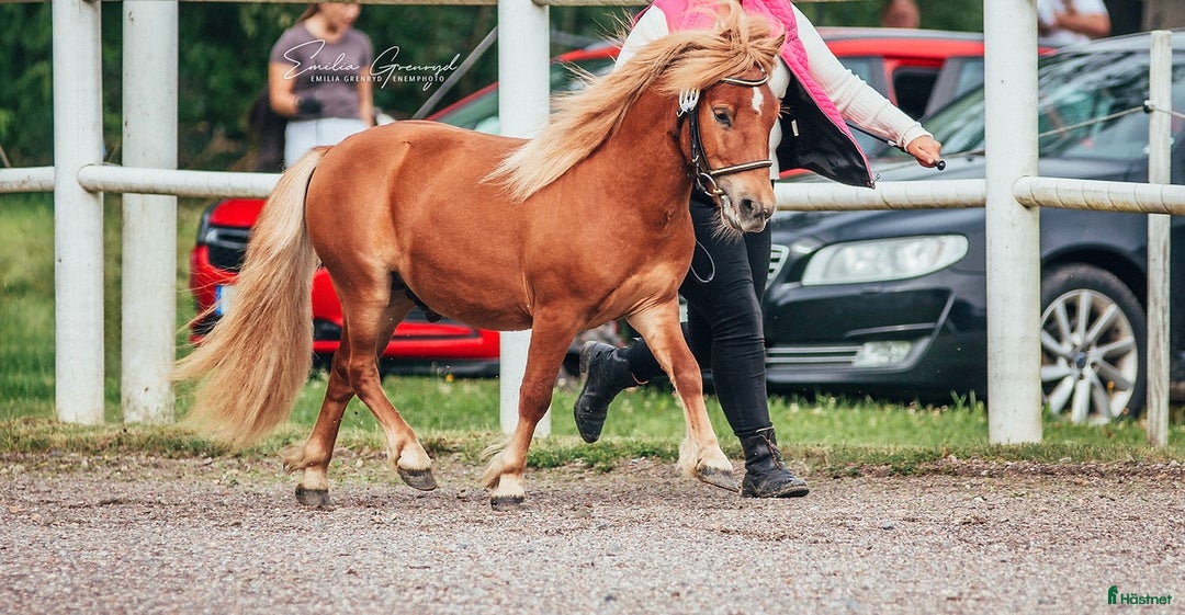Trav hästar till salu: 2 års hingst  i Hallsberg - Annons 2