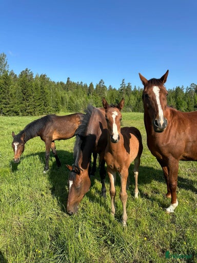 Galleribild {{count}}